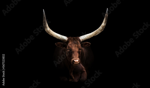 Ankole-Watusi Longhorn Cattle