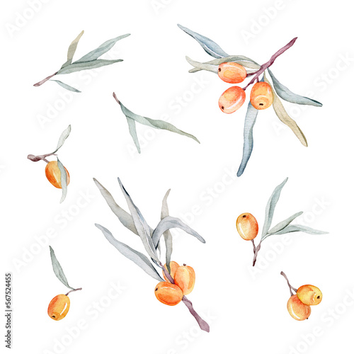 Watercolor illustration set of beautiful orange sea buckthorn for healthy life and design background. Hand painted isolated on a white background