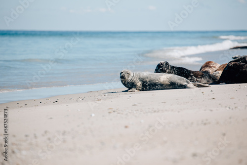 Gray seals relaxing on the beach on Island Düne Heligoland in North Sea Germany
