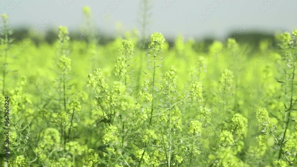 Meadow, multicolored flowers on a sunny, clear summer day, on an open diaphragm. Blur, shallow depth of field. Meadow, multicolored flowers on a sunny, clear summer day, on an open diaphragm. Blur, shallow depth of field.