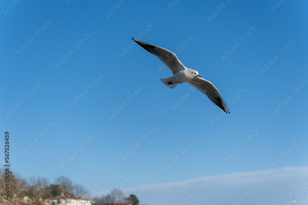 Obraz premium Seagull in flight