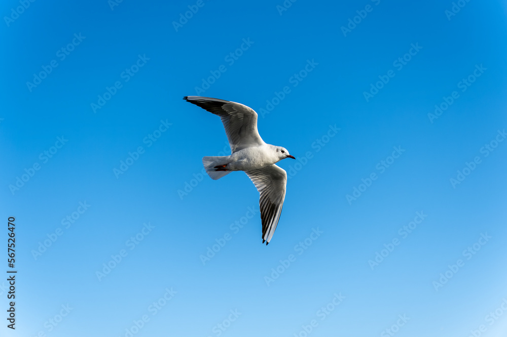Obraz premium bird in flight