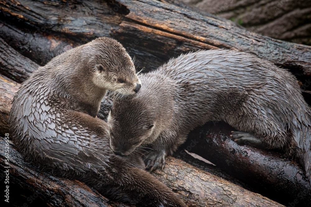 River Otters