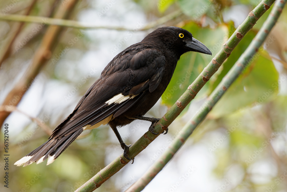 Fototapeta premium Pied Currawong - Strepera graculina black passerine bird native to eastern Australia, closely related to the butcherbirds and Australian magpie of the family Artamidae.