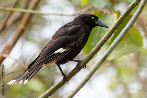Pied Currawong - Strepera graculina black passerine bird native to eastern Australia, closely related to the butcherbirds and Australian magpie of the family Artamidae.