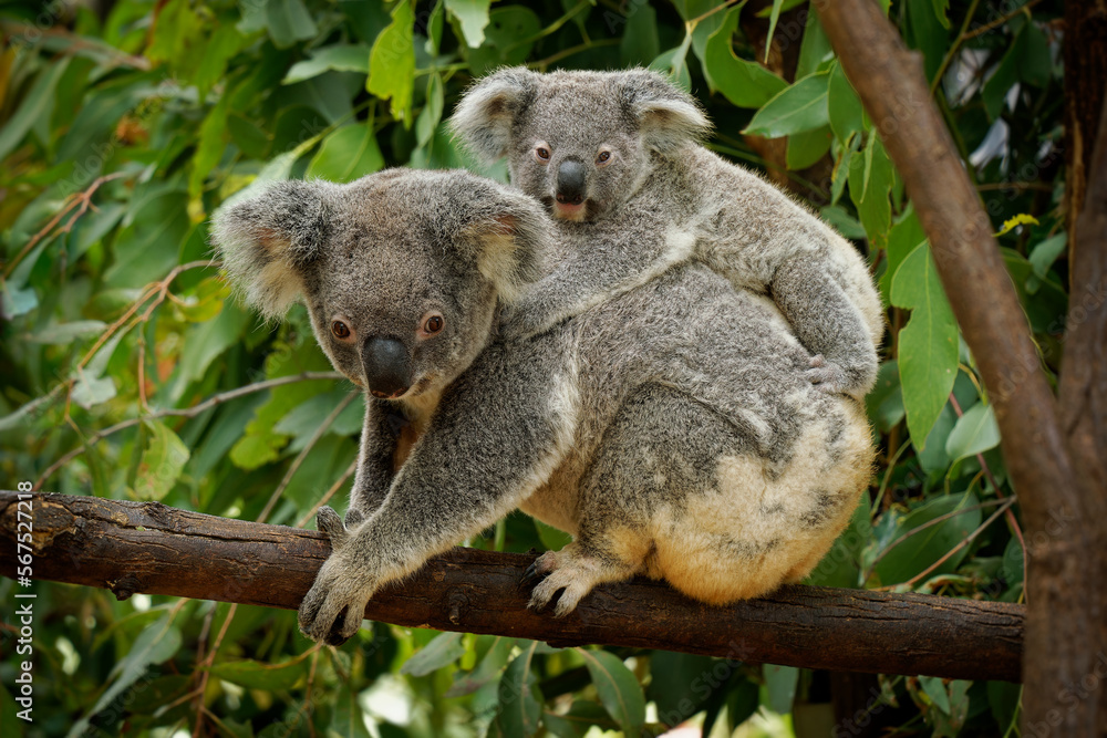 Naklejka premium Koala - Phascolarctos cinereus on the tree in Australia, eating, climbing on eucaluptus. Cute australian typical iconic animal on the branch eating fresch eucalyptus leaves with its child
