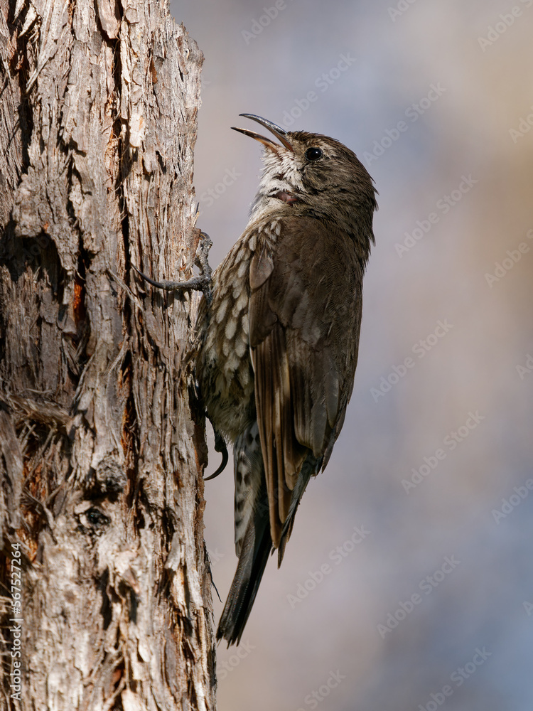 White-throated treecreeper (Cormobates leucophaea), an interesting small brown bird from eastern Australia. Tiny camouflaged bird sitting on the tree trunk with colorful background White-throated treecreeper (Cormobates leucophaea), an interesting small brown bird from eastern Australia. Tiny camouflaged bird sitting on the tree trunk with colorful background
