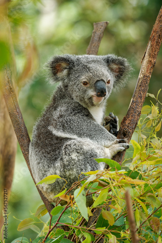 Koala - Phascolarctos cinereus on the tree in Australia, eating, climbing on eucaluptus. Cute australian typical iconic animal on the branch eating fresch eucalyptus leaves