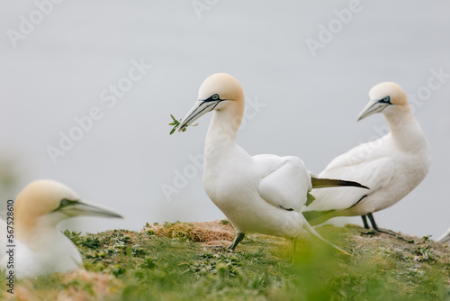 Gannets breeding on Island Helgoland in North Sea of Germany