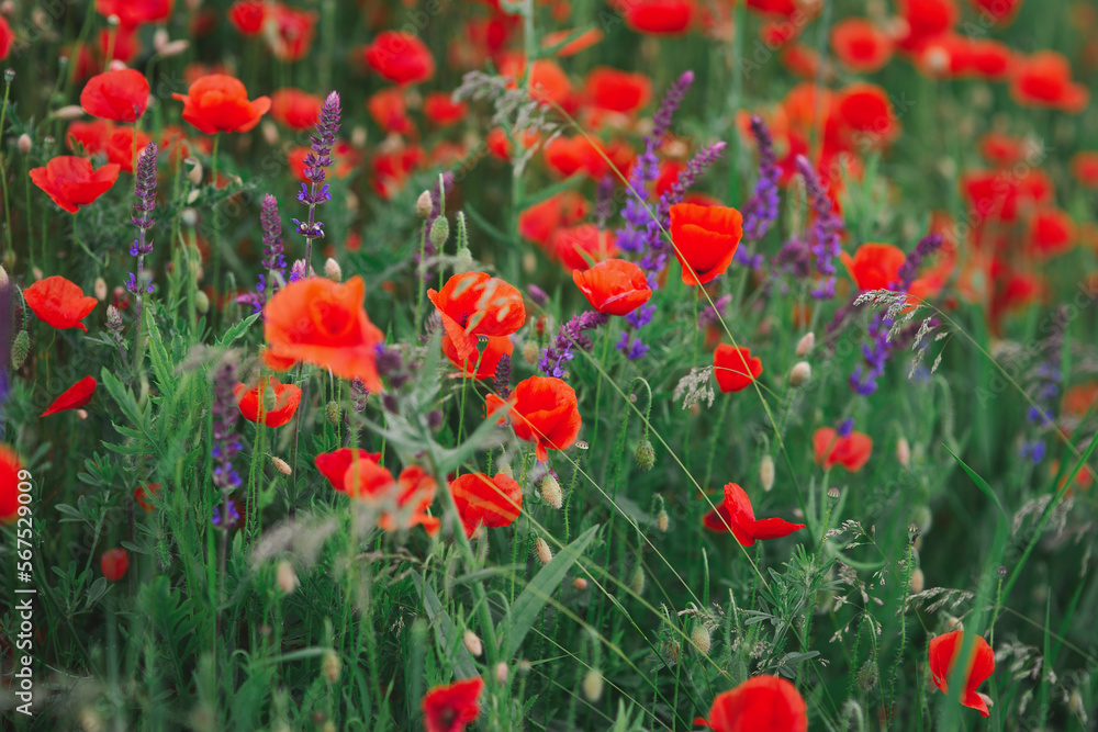 Summer blooming colorful field with bright wildflowers like red poppies and lavender with green buds and stems, idyllic place in countryside, beautiful rural landscape and background Summer blooming colorful field with bright wildflowers like red poppies and lavender with green buds and stems, idyllic place in countryside, beautiful rural landscape and background