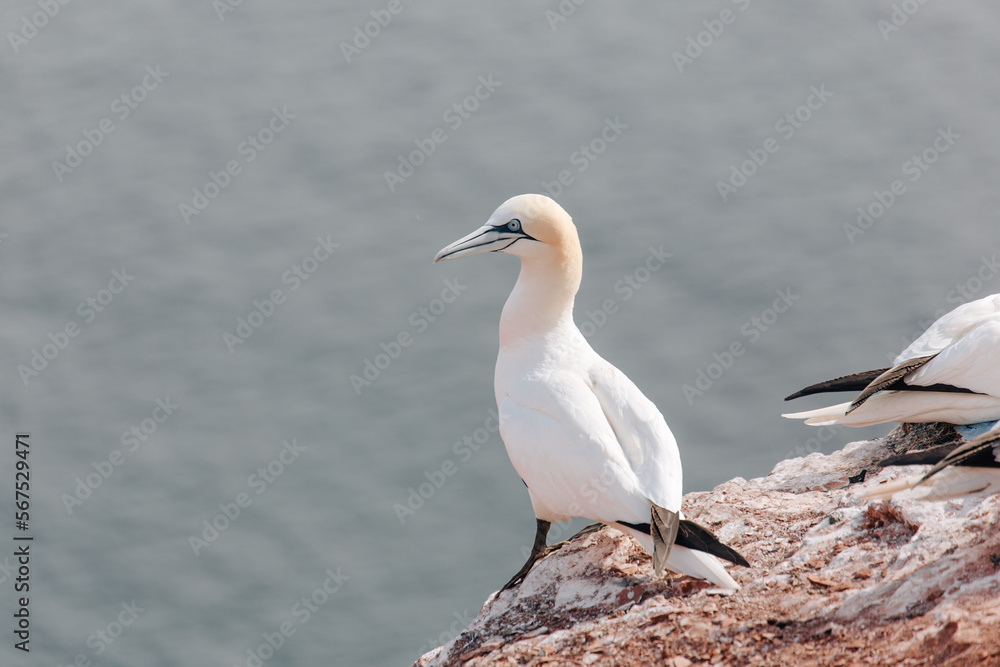 Fototapeta premium Gannets breeding on Island Helgoland in North Sea of Germany