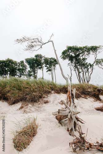 scenic trees on the west beach in the Darß nature reserve Germany