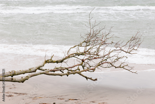scenic trees on the west beach in the Darß nature reserve Germany