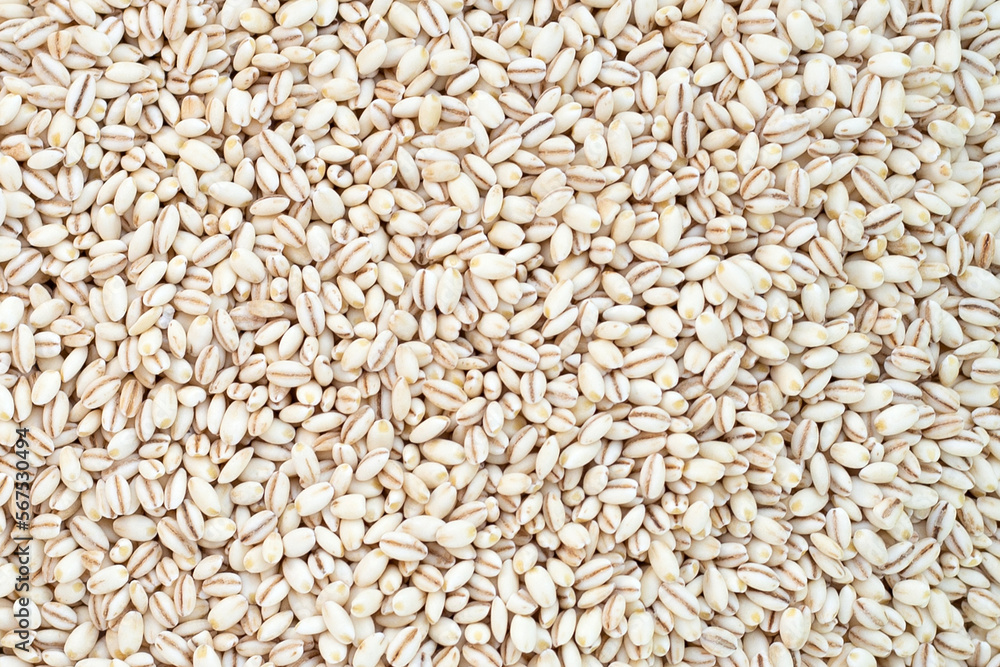 Barley grain background. Close up Barley grain background. Close up