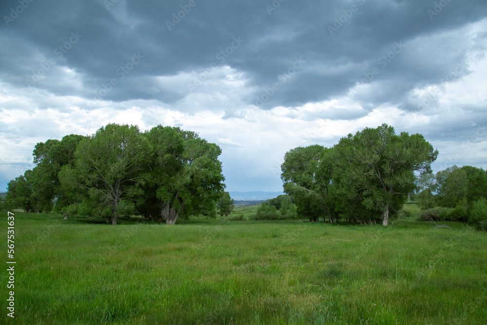 Obraz premium Trees Under Storm Clouds