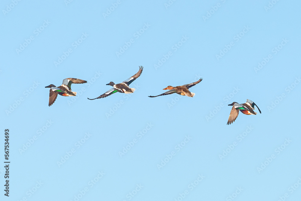 A group of four Northern Shoveler ducks flying in formation against a clear blue sky. A group of four Northern Shoveler ducks flying in formation against a clear blue sky.