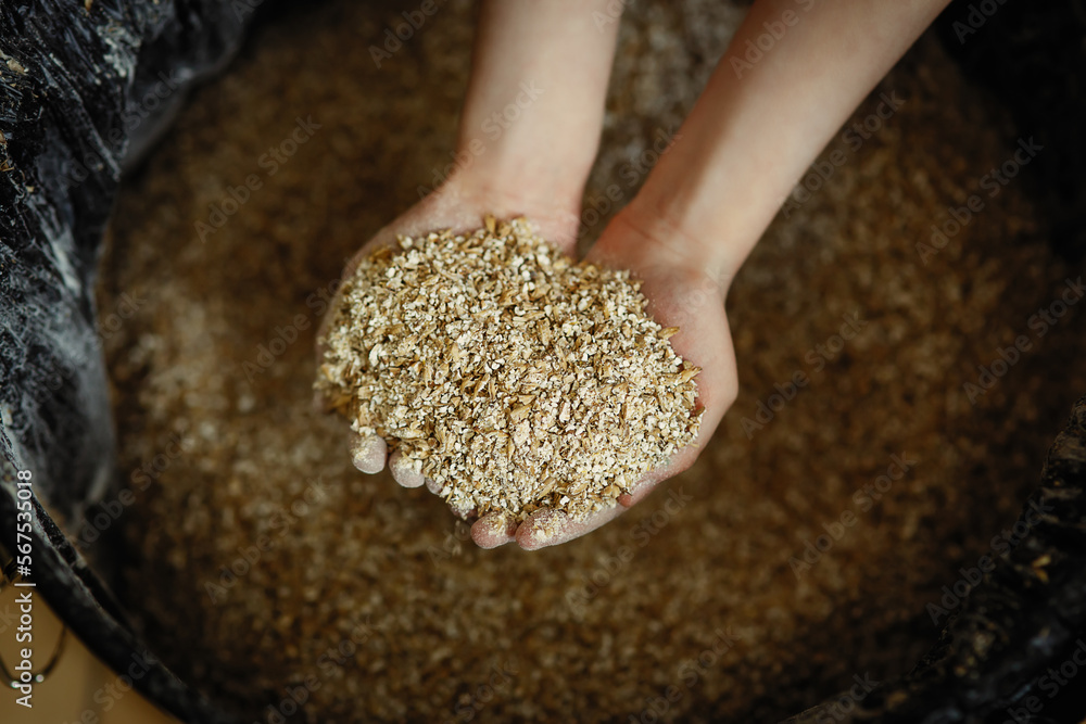 Handful of ground barley malt in brewer's hands - part of a process of craft beer production  in home brewery, using grain as natural ingredient for brewing homemade ales (ipa, apa) and lagers - obrazy, fototapety, plakaty 