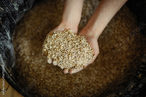 Wall Mural Handful of ground barley malt in brewer's hands - part of a process of craft bee