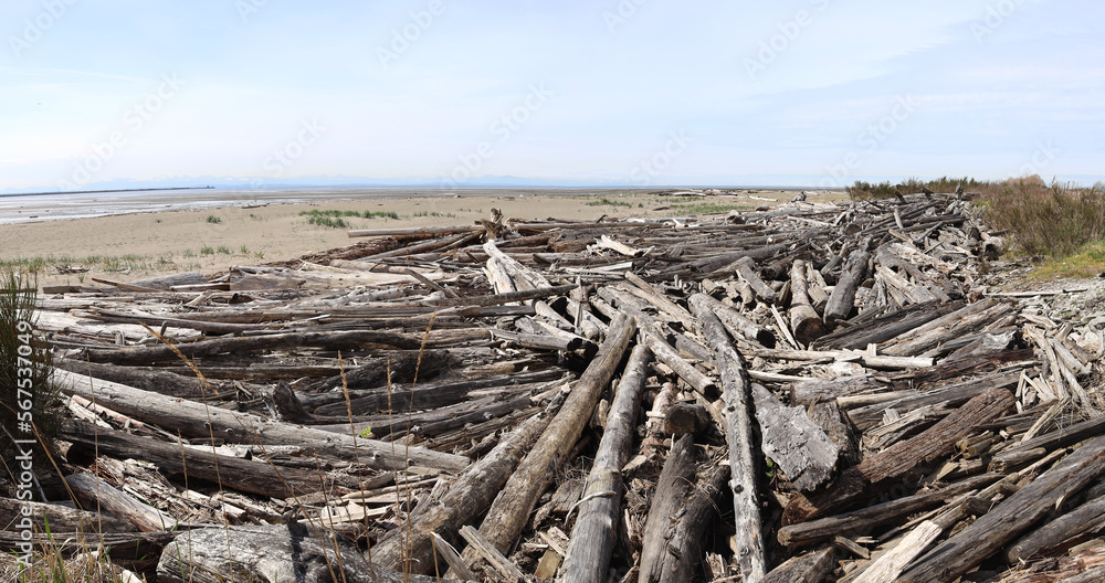 Piles of driftwood on a sandy beach Piles of driftwood on a sandy beach