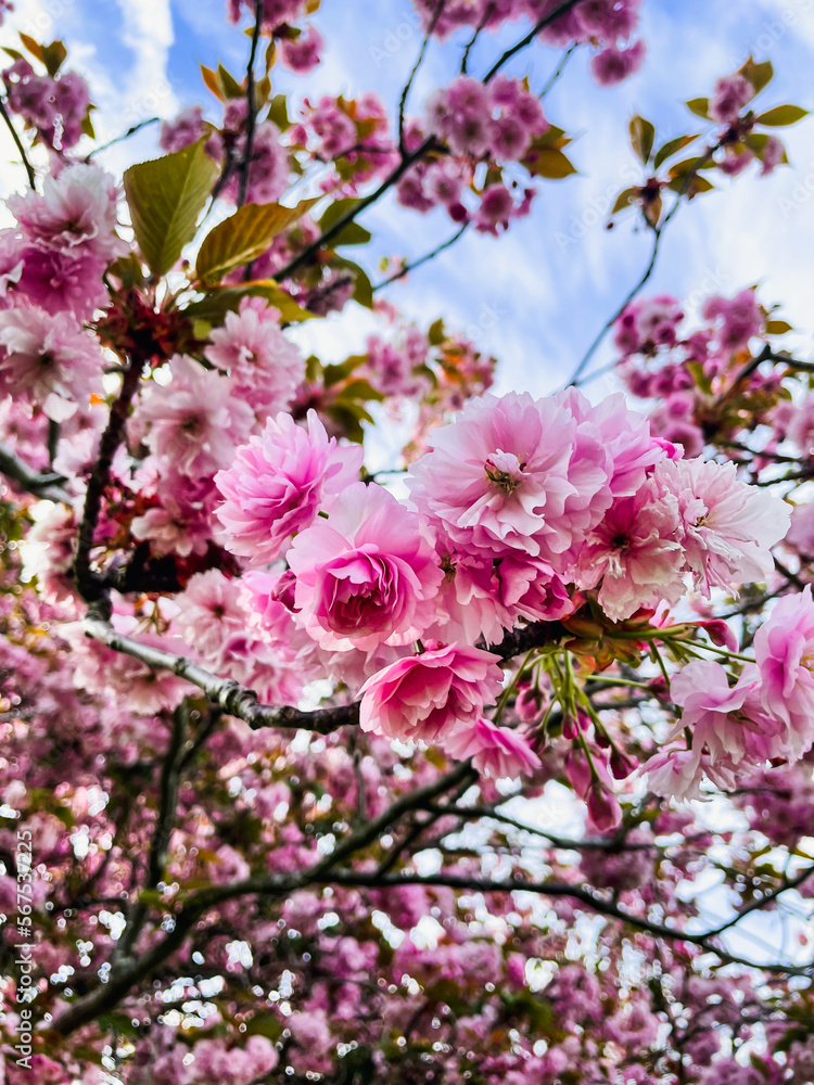 pink cherry blossom in spring pink cherry blossom in spring