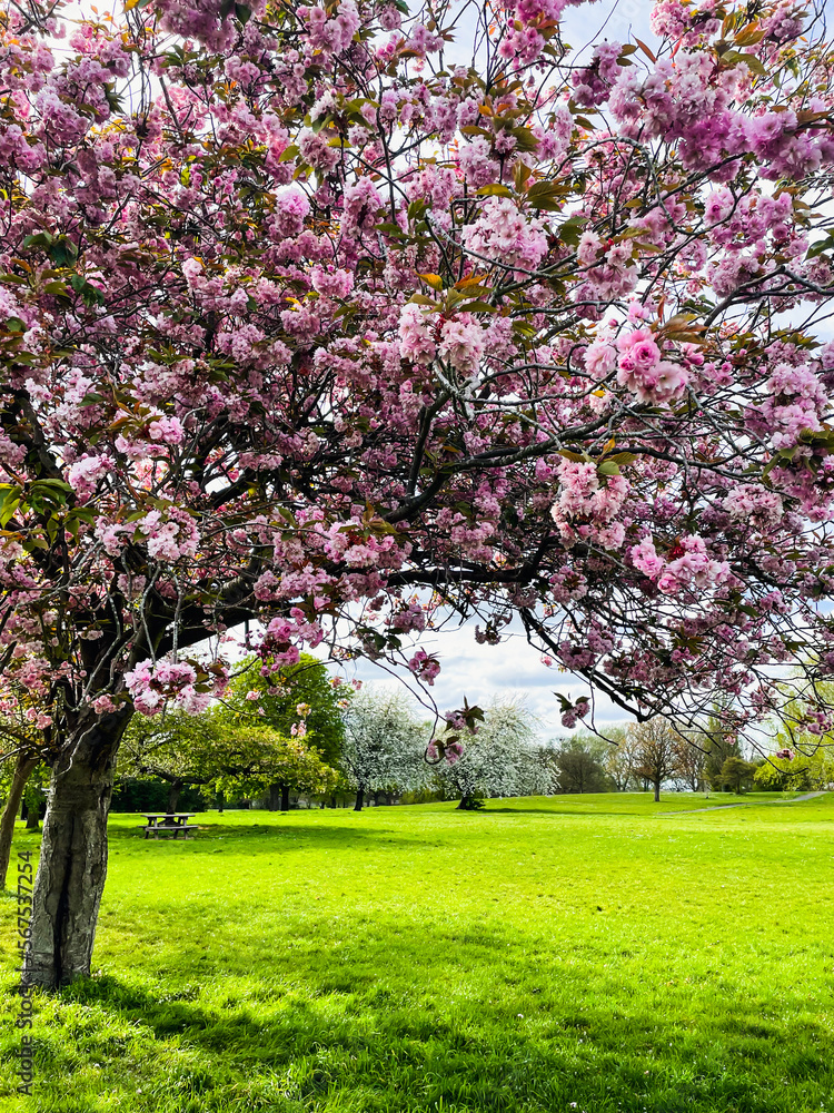 Fototapeta premium pink cherry blossom tree in the park in spring
