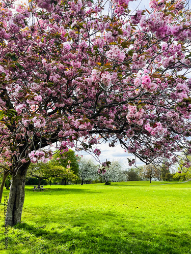 pink cherry blossom tree in the park in spring