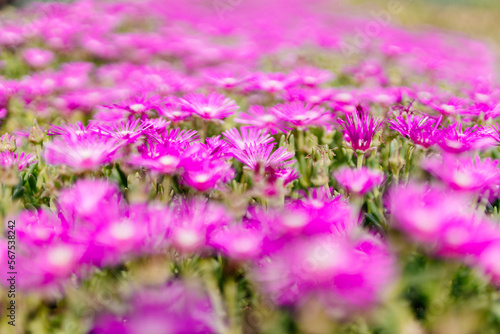Field of Lampranthus. Lampranthus close up. Summer background with pink flowers and green leaves. Landscaping design.