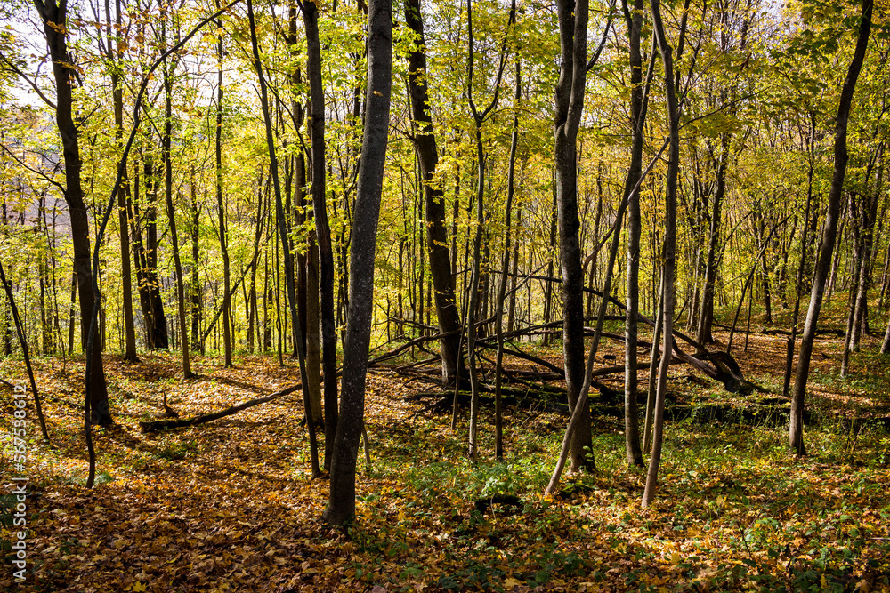 View of a bright autumn forest strewn with fallen leaves View of a bright autumn forest strewn with fallen leaves