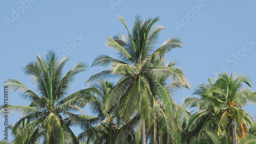 coconut tree