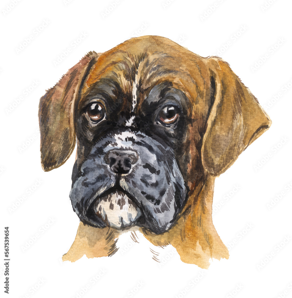 dog boxer puppy watercolor dog boxer puppy watercolor