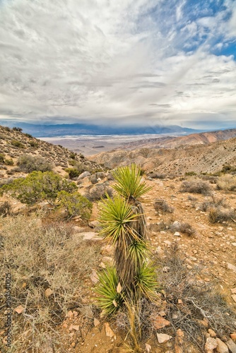 Yucca Under Cloudy Sky