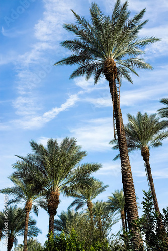 Date palm trees on blue sky background