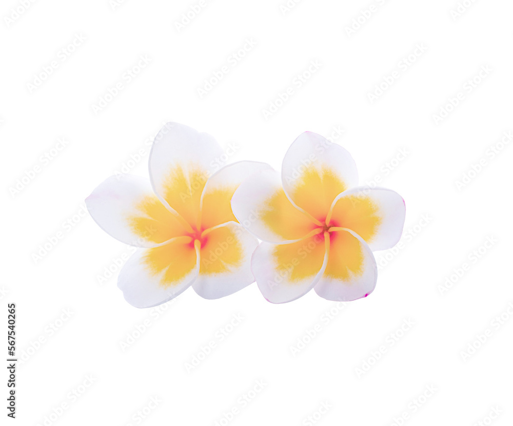 Naklejka premium Frangipani flower isolated on transparen t png