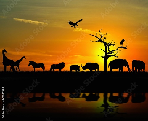 Wildlife Animals Sunset