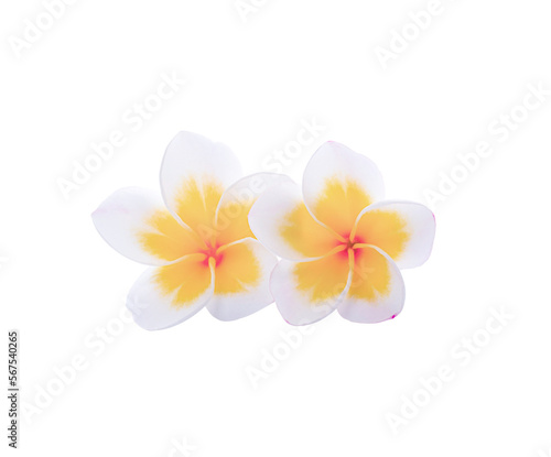Frangipani flower isolated on transparen t png