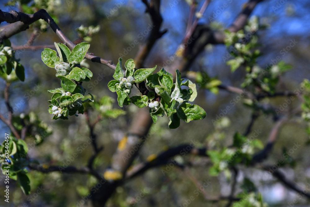 leaves in spring