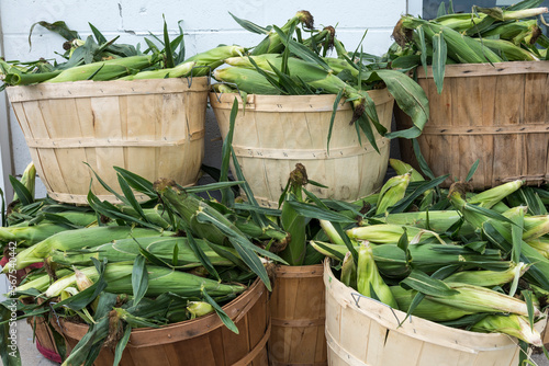 Billede på lærred Freshly picked corn spill out of wood baskets at a rural farmers market