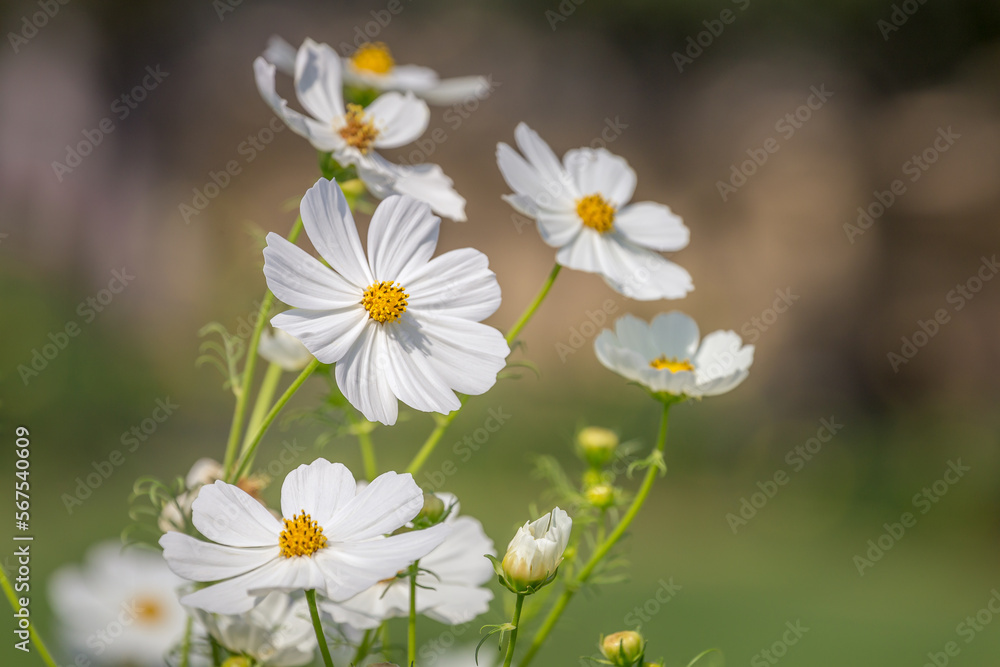 Delicate single flower head in a bloom, Giverny gardens at springtime, France