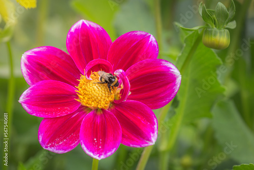 Bee on single dahlia flower head in Giverny, near Paris, France