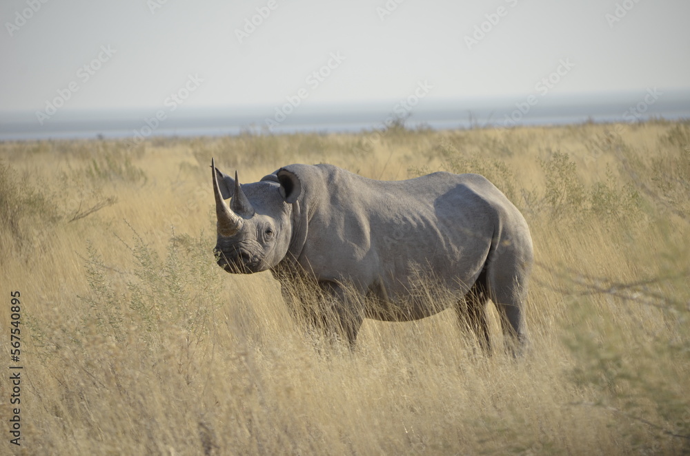 Fototapeta premium Nosorożec w Etosha Park, Namibia
