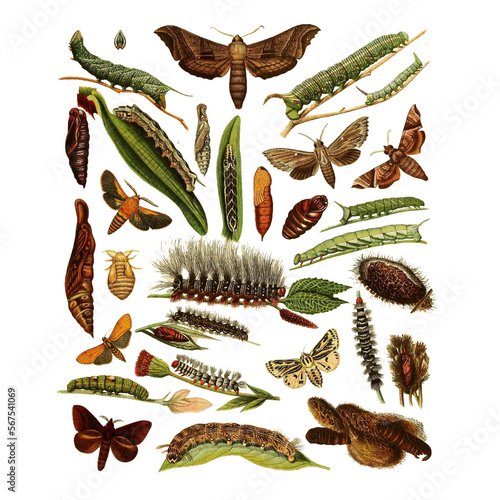 Botanical illustration of different types of caterpillars on a white background	