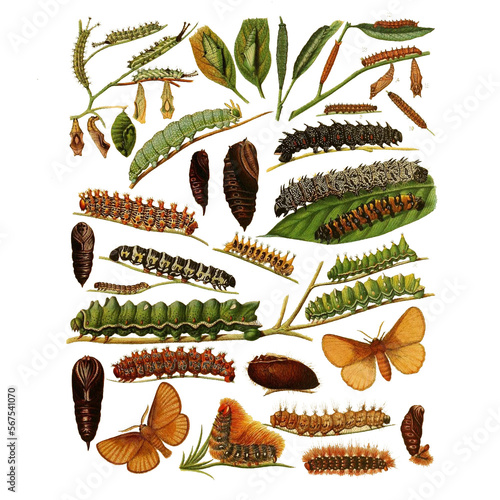 Botanical illustration of different types of caterpillars on a white background	