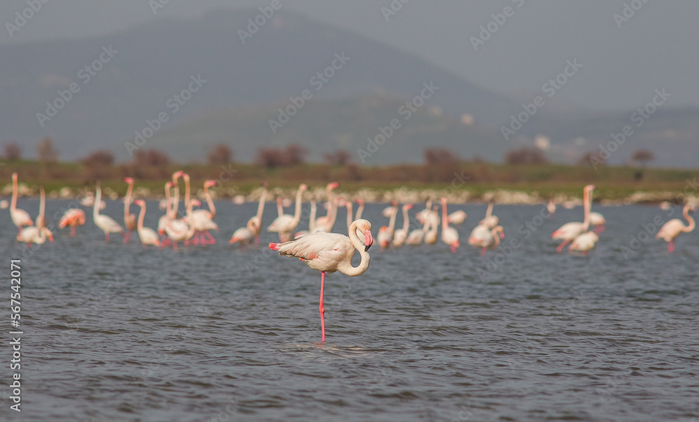 Located on an area of ​​8,000 hectares in Izmir, There are around 300 bird species, especially Greater Flamingos (Phoenicopterus roseus), in the bird paradise.	