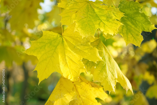 Tree branches with yellow maple leaves outdoors, closeup