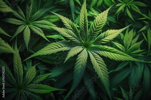 cannabis bud marihuana plants leaf background Generative ai