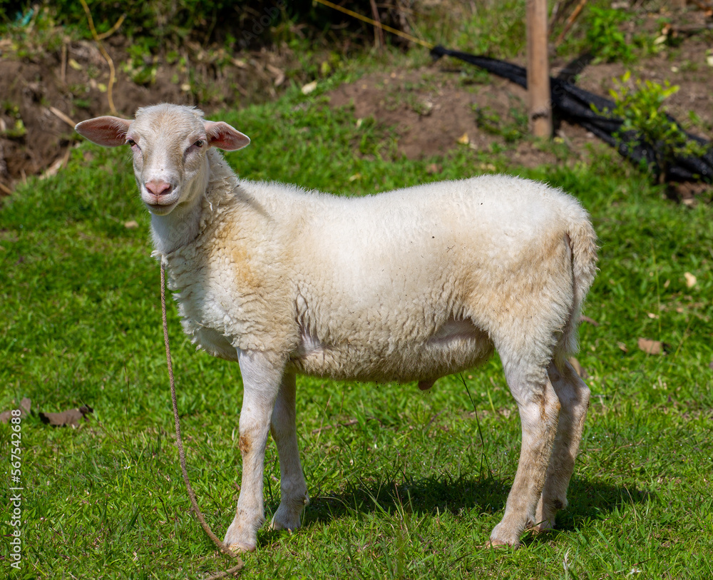 Domestic sheep tied up on the farm Domestic sheep tied up on the farm