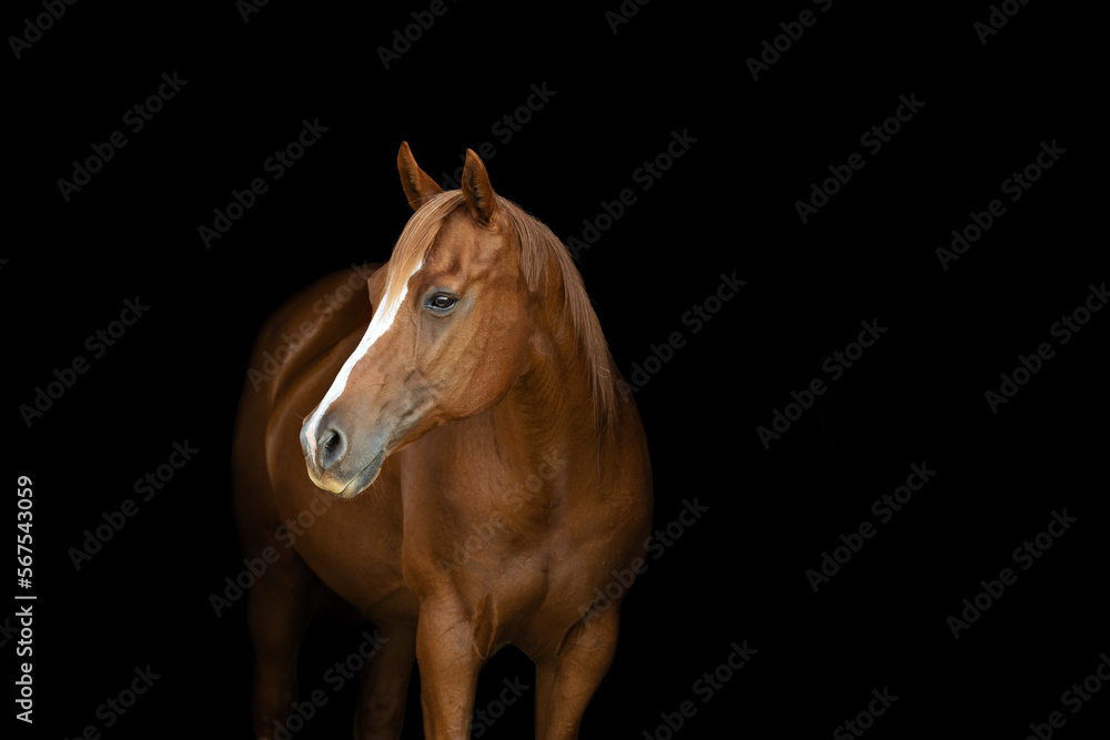 Obraz premium Horse Head portrait 
