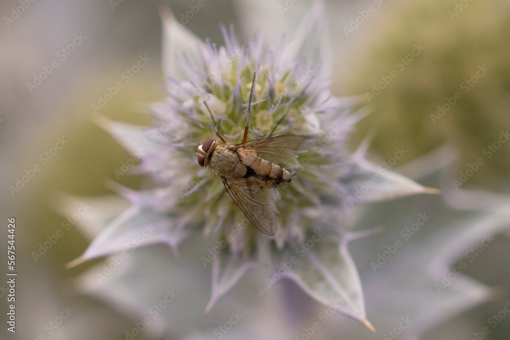 Tachinid Fly (Prosena siberita) on Sea Holly (Eryngium maritimum) in the dunes Tachinid Fly (Prosena siberita) on Sea Holly (Eryngium maritimum) in the dunes