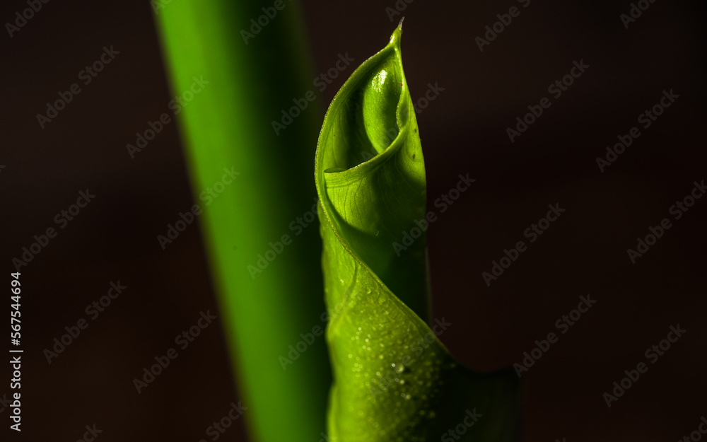 Obraz premium Green leaf with drops