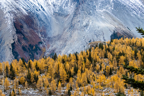 Hiking During Larch Season in Alberta with Mountains from Peter Lougheed Provincial park photo